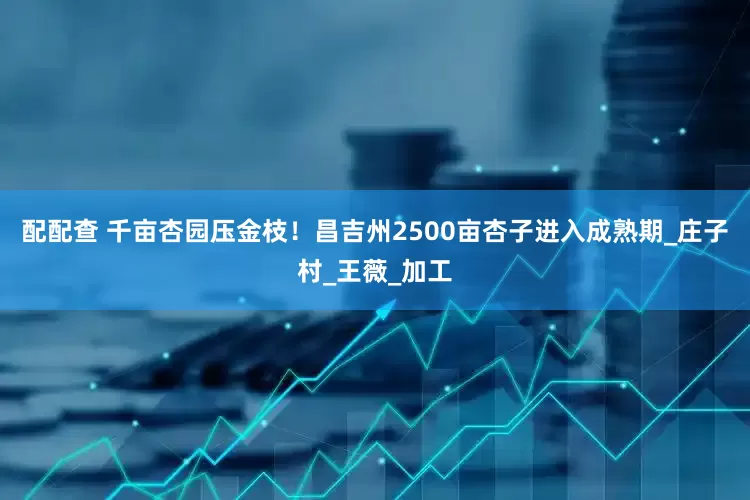 配配查 千亩杏园压金枝！昌吉州2500亩杏子进入成熟期_庄子村_王薇_加工